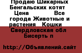 Продаю Шикарных Бенгальских котят › Цена ­ 17 000 - Все города Животные и растения » Кошки   . Свердловская обл.,Бисерть п.